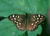 speckled wood